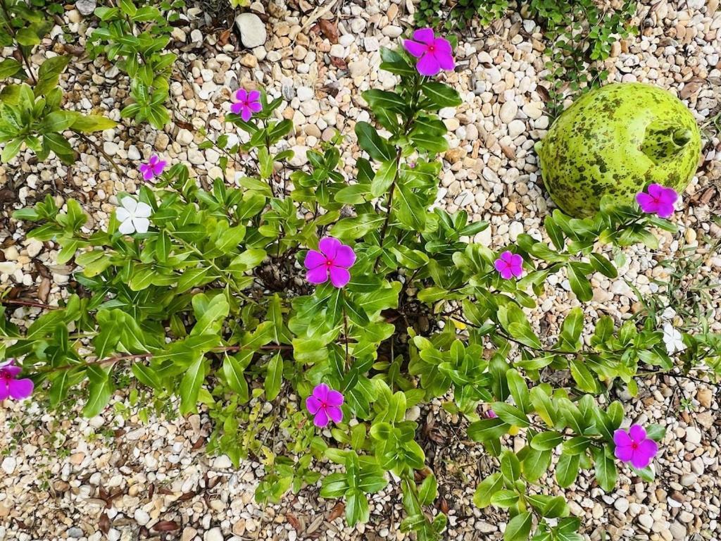 House Of Shells, Beautiful Garden, Fenced Yard, Dog Friendly, Fire Pit! Βίλα Crystal River Εξωτερικό φωτογραφία