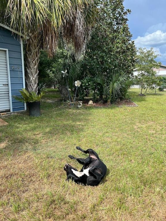 House Of Shells, Beautiful Garden, Fenced Yard, Dog Friendly, Fire Pit! Βίλα Crystal River Εξωτερικό φωτογραφία